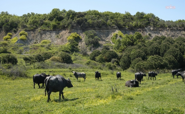 Manda Festivali'ne katılan Kuzey Ormanları Savunması: 'Mega' denilen projeler yıkım projesi... Mera yoksa manda yok, manda yoksa nitelikli süt yok, köylü yoksa yaşam yok!