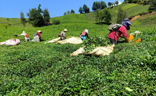 Rize’de çay üreticilerinden ÇAYKUR'a kota tepkisi: Yeter artık bu işe son verin