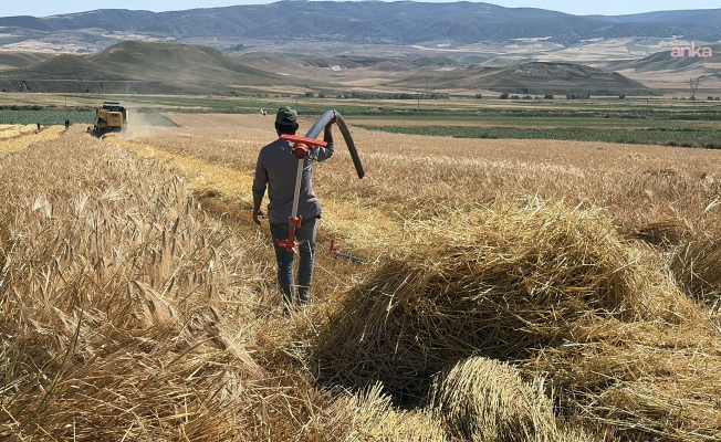 Yozgat’ta arpa hasadı başladı… Çiftçiler, fiyatların düşük olmasından dert yandı