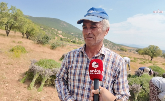 Isparta'da mor hasat sürüyor, lavanta turizmine ilgi azalıyor