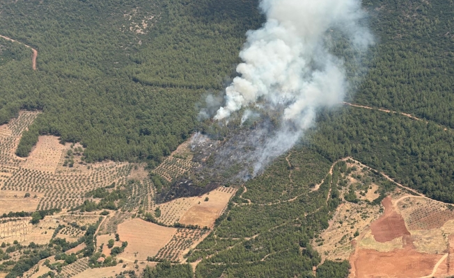 Muğla'da ziraat alanında başlayan yangın ormanlık alana sıçradı