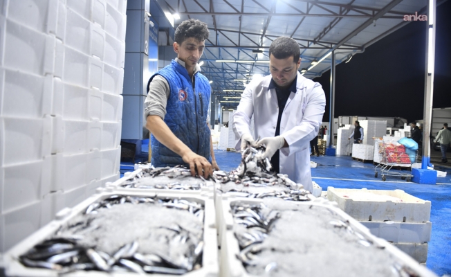 ABB’den Balık Hali’nde denetim: Balıklar tezgâha çıkmadan kontrolden geçiyor