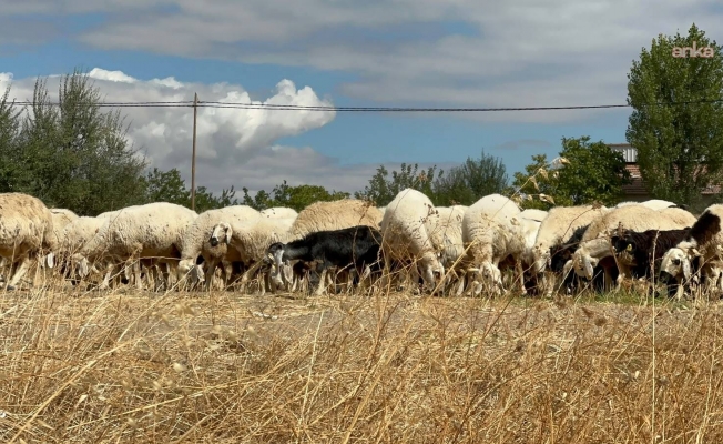 Malatya’da küçükbaş yetiştiricisinin gündemi: Mera ve çoban sorunu