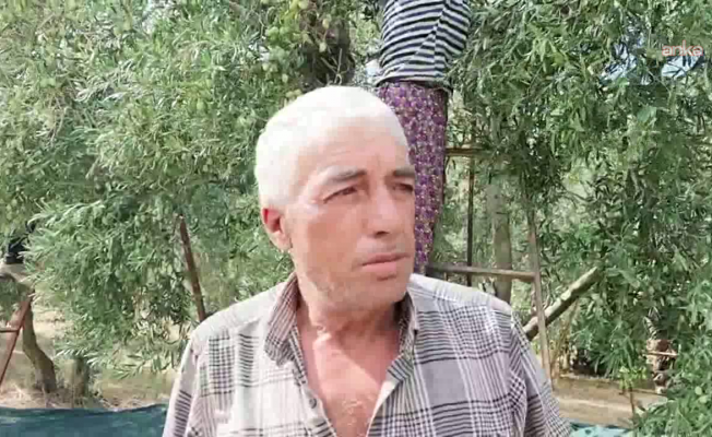 Zeytin üreticisi dertli: Maliyetler artıyor, zeytin fiyatı düşüyor