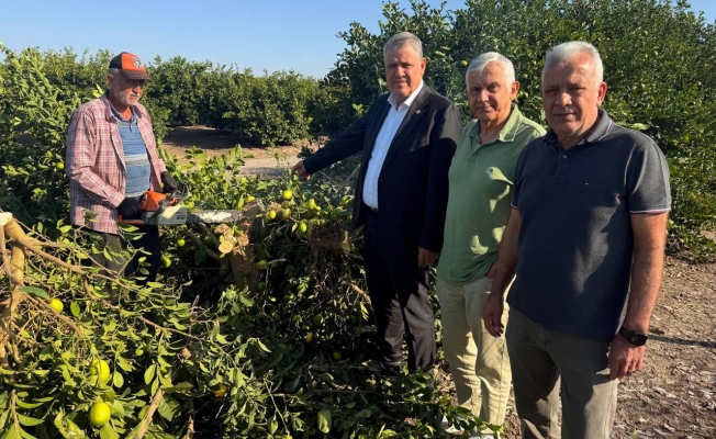Adana’da limon ağaçları kökünden kesildi, çiftçiler isyan etti “Limon dalında kaldı, çiftçi ağaçları kesti”
