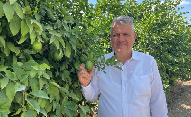 Ayhan Barut’tan iktidara narenciye için çözüm çağrısı  “Limon dalda kaldı, iktidar sadece seyrediyor”