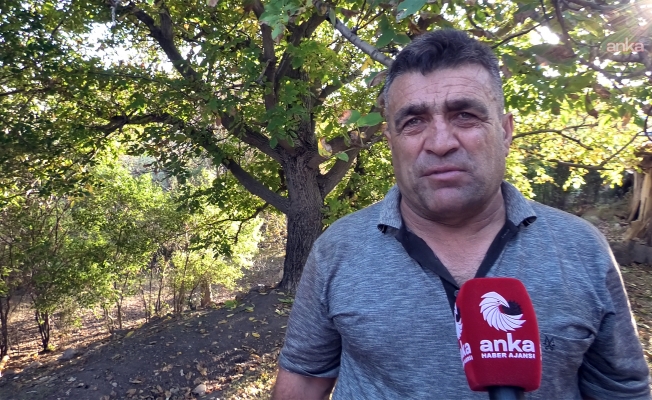 Yozgat’ta ceviz hasadı başladı... Üretici: "Her şey pahalandı, cevizde artış yok"