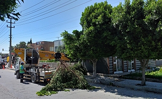 Mersin Belediyesi, elektrik kesintisi yaşanmaması için ağaçları buduyor