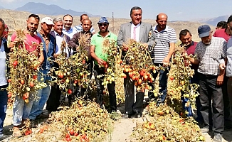 Gürer: “Tarlada kalan domates, markette 6 liraya dayandı”