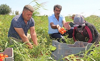 Manisa'da JES ve siyanür tarım arazilerini vuruyor