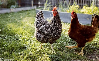 Uzmanlar uyardı: Tavuklarınızı öpmeyin, lütfen öpmeyin!