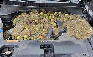 Sincaplar, topladıkları bütün cevizleri arabanın kaputunda sakladı!