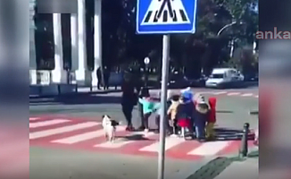 Batum'da sokak köpeği, çocukları trafikte karşıya geçirdi