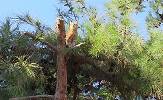 BODRUM'DA BELEDİYE EKİPLERİ SOKAK KEDİSİ İÇİN SEFERBER OLDU