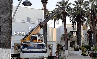 Bodrum'da palmiye ağaçlarına kışlık bakım başladı