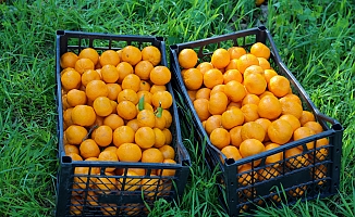 BODRUM'DA BELEDİYENİN MANDALİNALARI KURUTULMUŞ OLARAK GERİ GELECEK