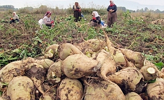 "Atatürk’ün mirası şeker pancarını bitme noktasına getirenler, Sudan’da ananas yetiştirecek”