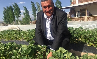 CHP Milletvekili Gürer; “Yağlı tohum destekleri ne zaman verilecek?”