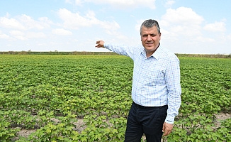 "Pamuk; üreticinin beyaz kefeni, kara talihi oldu"