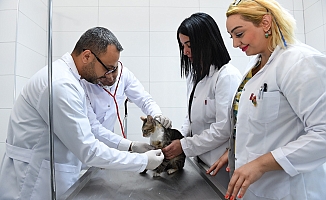 Seyhan’da 6 ayda 1000 sokak hayvanı kısırlaştırıldı