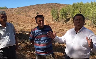 ''Kızılçam Ağaçlarını, Kızılçam Ağacı Dikmek için Kestiler''