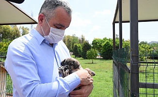 Konyaaltı Barınağı tam teşekküllü hizmet veriyor