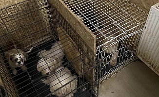 Ankara'da bir evde tutulan 68 köpek kurtarıldı