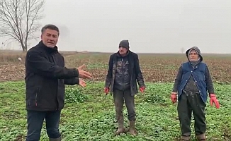 CHP'li Sarıbal'ın ziyaret ettiği ıspanak üreticileri: Biz bu eziyeti niye çekiyoruz