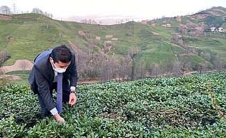 Çay Üreticilerinin Promosyon Hakkı Kime Gidiyor?