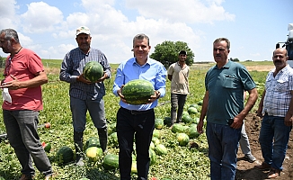 Karpuz üreticileri isyan etti