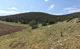 Tokat'ta ardıç ağaçlarıyla kaplı meraya mermer ocağı iddiası