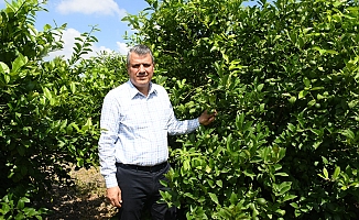 "Akdeniz Meyve Sineği (AMS) zararlısı ihracata da darbe vuruyor"
