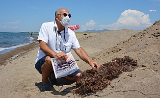 Ege kıyılarında yeni tehdit: Sargassum