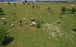 İBB, süt üreticisine hayvan başı 500 kilo yem verecek