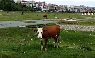 Ordu'da 15 Milyon TL'ye Mâl Olan Botanik Park, Otlak Oldu