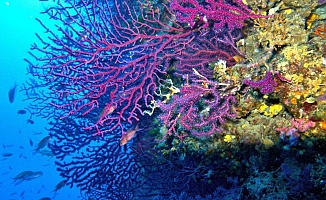 WWF: İklim değişikliğinin Akdeniz'deki etkileri endişe verici