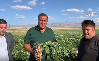 Niğdeli çiftçi: Patates üretimi düştü, tohum almak için büyük şirketlere yalvarmak zorunda kaldık