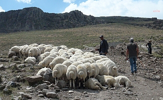 Kuraklığın Vurduğu Kars'ta Köylüler, Çareyi Bazı Hayvanları Satıp Kalanları Kurtarmakta Buluyor