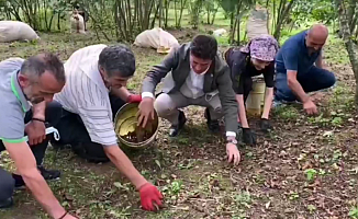 CHP'li Kaya Fındıklığa İndi, Üreticileri Dinledi; “Fındığın Hakkı Bu Değil! Seçim Olsaydı…”
