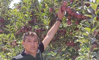 ''Markette 12-13 lira olan elma, bahçede 1,5 liraya alıcı bulamıyor''