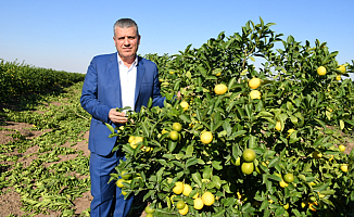 CHP'li Barut: "Limon üreticisi 50 kuruşa ürününü satamıyor"