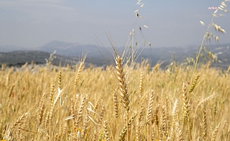 Cumhurbaşkanı Erdoğan, buğday ve arpa taban fiyatını açıkladı: "Buğday 7 bin 50 TL, arpa 6 bin TL"