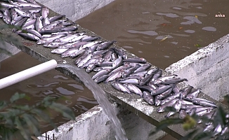 Mehmet Cengiz'in Sahibi Olduğu İleri Sürülen Çay Bahçesinden Çıkan Hafriyatın Yüzlerce Balığı Öldürdüğü İddiası