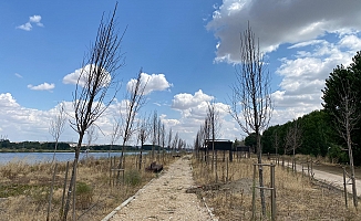 Ormana Millet Bahçesi Yapmak İstediler, Dikilen Fidanları Kuruttular…