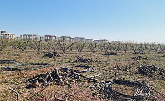 CHP'li Ayhan Barut: "Adana'da Ekili ve Dikili Tarım Arazileri TOKİ Projesine Kurban Ediliyor"
