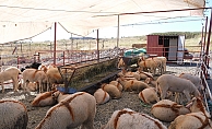 Ayvalık Belediyesi, Canlı Hayvan Pazarı'nı hizmete açtı