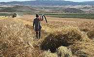 Yozgat’ta arpa hasadı başladı… Çiftçiler, fiyatların düşük olmasından dert yandı