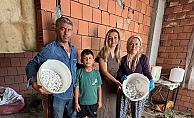 Burhaniye’de ipek böcekçiliğinde ilk kozalar hasat edildi