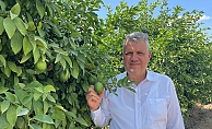 Ayhan Barut’tan iktidara narenciye için çözüm çağrısı  “Limon dalda kaldı, iktidar sadece seyrediyor”