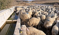 Yozgat'ta besicilere küçükbaş hayvan desteği
